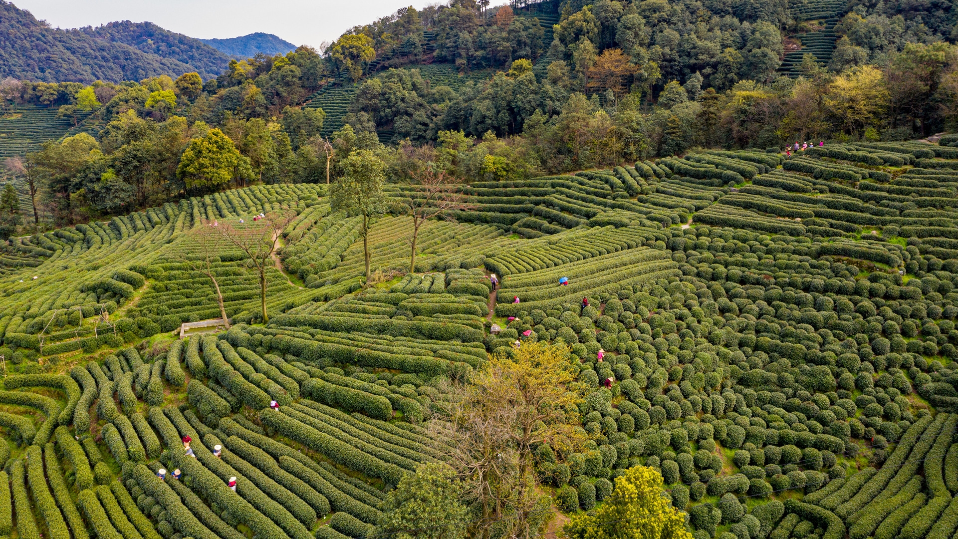 產(chǎn)業(yè)競(jìng)爭(zhēng)戰(zhàn)之獨(dú)特產(chǎn)區(qū)打造三法